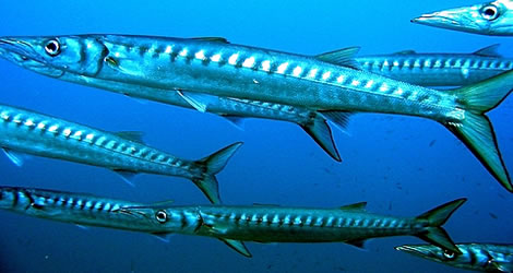 barracuda-mediterraneo